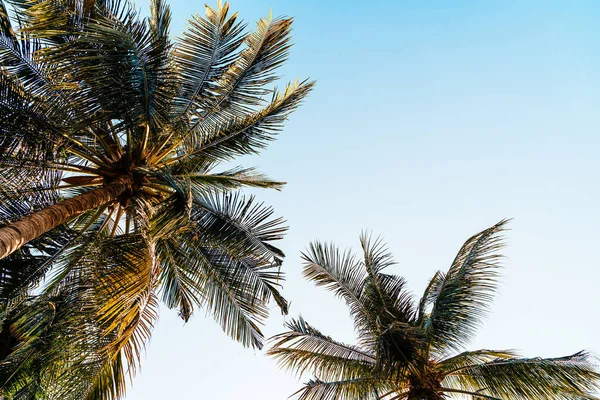 Krásná Kokosová Palma Modrou Oblohou — Stock fotografie