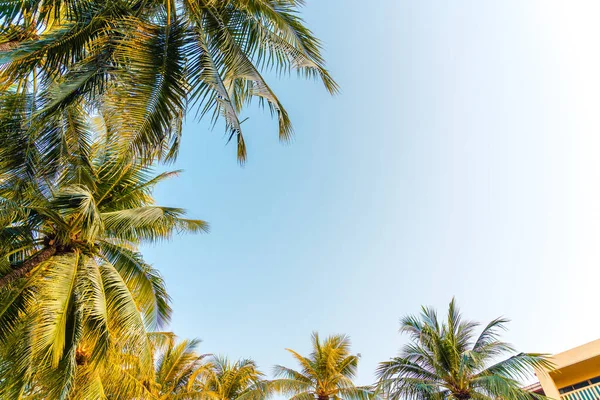 Beautiful Coconut Palm Tree Blue Sky — Stock Photo, Image