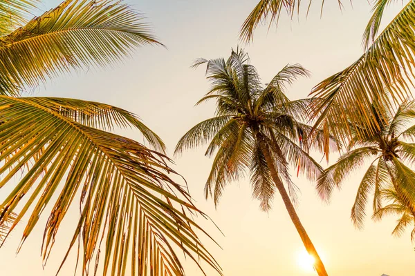 Beautiful Coconut Palm Tree Sky — Stock Photo, Image