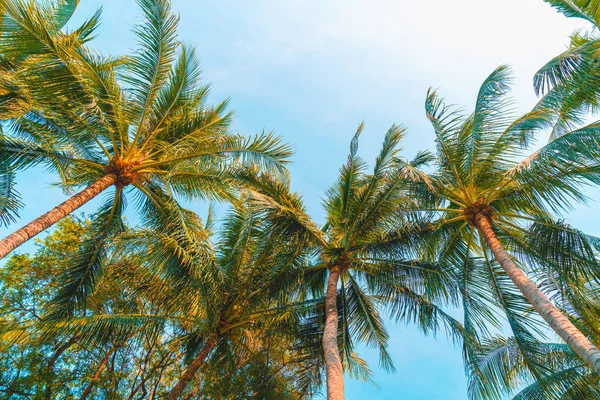 Beautiful Coconut Palm Tree Blue Sky — Stock Photo, Image