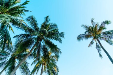 Güzel hindistan cevizi palmiyesi mavi gökyüzü