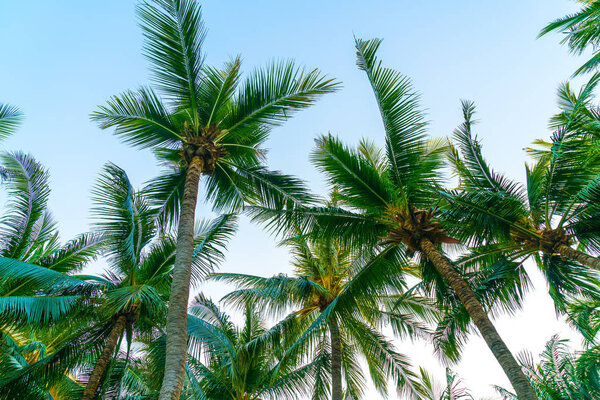 красивые кокосовые пальмы с голубым небом
