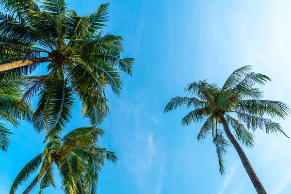 Beautiful Coconut Palm Tree Blue Sky — Stock Photo, Image