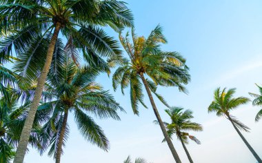 Güzel hindistan cevizi palmiyesi mavi gökyüzü