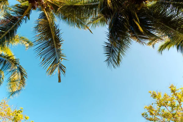 Όμορφο Φοινικόδεντρο Καρύδας Μπλε Ουρανό — Φωτογραφία Αρχείου