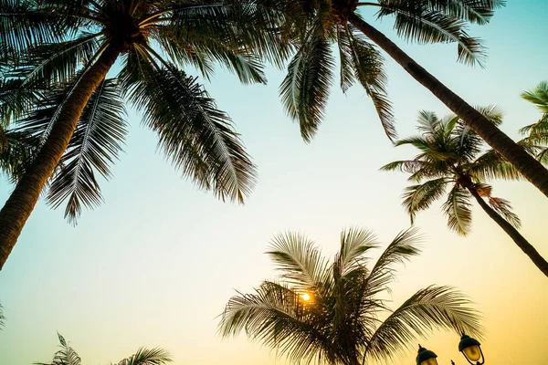 Hermosa Palmera Coco Con Puesta Sol Cielo Crepuscular — Foto de Stock