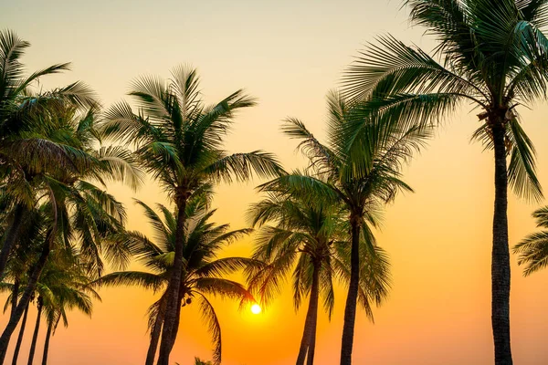 Beautiful Coconut Palm Tree Sunset Twilight Sky — Stock Photo, Image