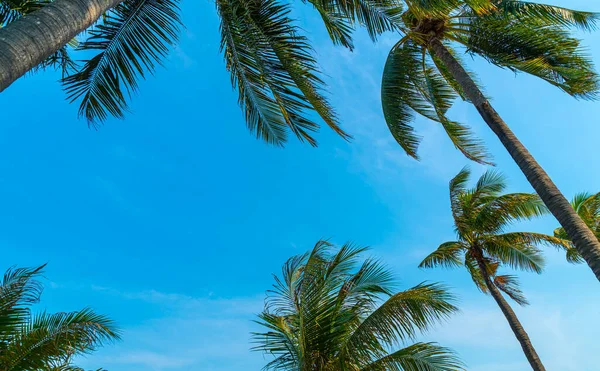 Beautiful Coconut Palm Tree Blue Sky — Stock Photo, Image
