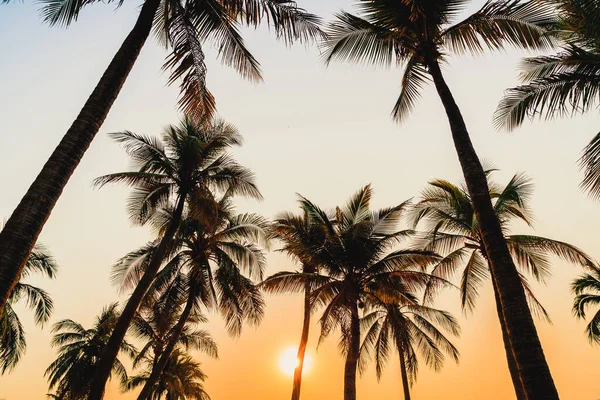 Beautiful Coconut Palm Tree Sunset Twilight Sky — Stock Photo, Image