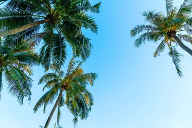 Güzel hindistan cevizi palmiyesi mavi gökyüzü