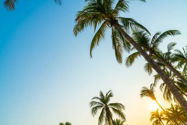 Hermosa Palmera Coco Con Cielo Azul — Foto de Stock