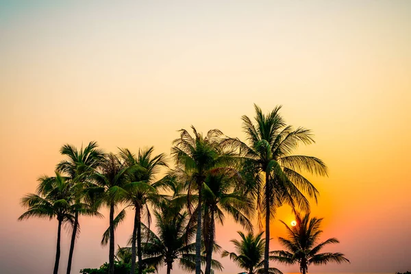 Beautiful Coconut Palm Tree Sunset Twilight Sky — Stock Photo, Image