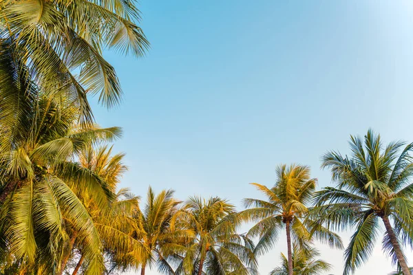 美丽的椰子树 — 图库照片