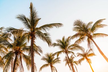 Gökyüzü ile güzel hindistan cevizi palmiyesi