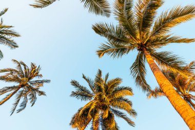 Güzel hindistan cevizi palmiyesi mavi gökyüzü