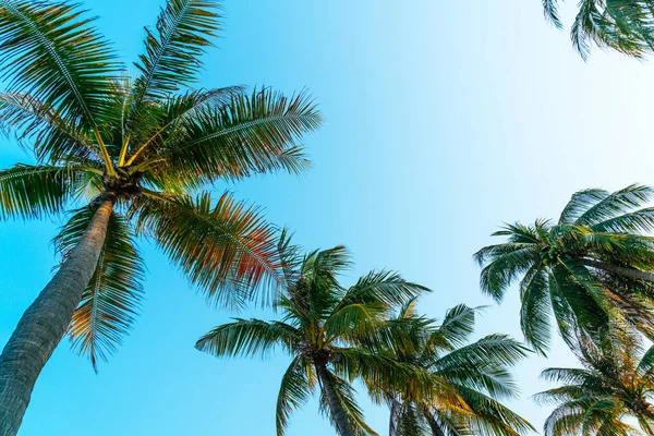 Beautiful Coconut Palm Tree Blue Sky — Stock Photo, Image