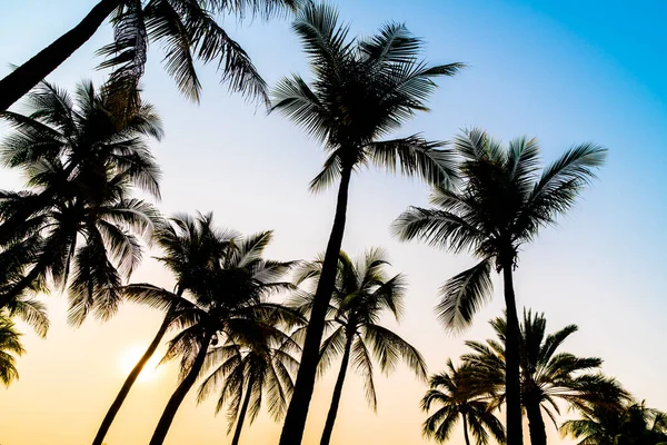 Hermosa Palmera Coco Con Puesta Sol Cielo Crepuscular — Foto de Stock