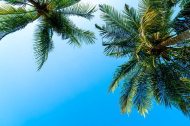 Güzel hindistan cevizi palmiyesi mavi gökyüzü