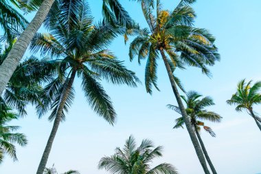 Güzel hindistan cevizi palmiyesi mavi gökyüzü