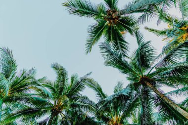 Güzel hindistan cevizi palmiyesi mavi gökyüzü