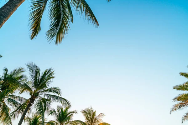 Beautiful Coconut Palm Tree Sky — Stock Photo, Image