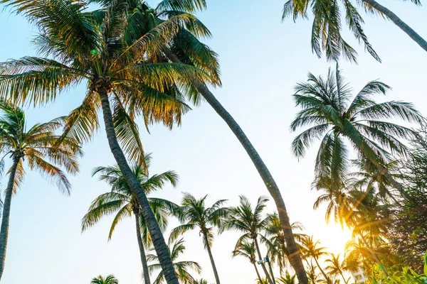 Beautiful Coconut Palm Tree Blue Sky — Stock Photo, Image