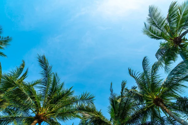 Beautiful Coconut Palm Tree Blue Sky — Stock Photo, Image