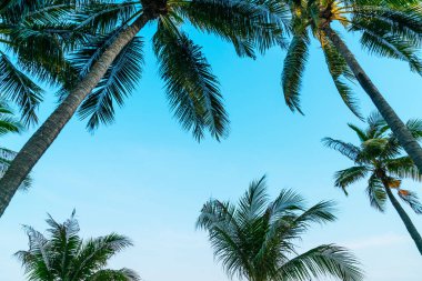 Güzel hindistan cevizi palmiyesi mavi gökyüzü