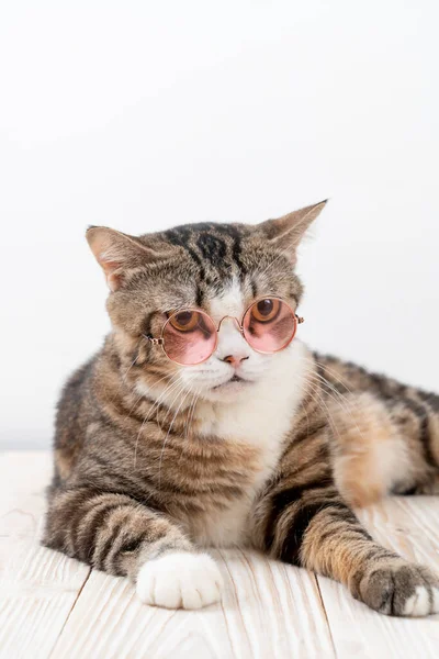 Χαριτωμένο Γκρι Γάτα Γυαλιά Φόντο Ξύλο — Φωτογραφία Αρχείου