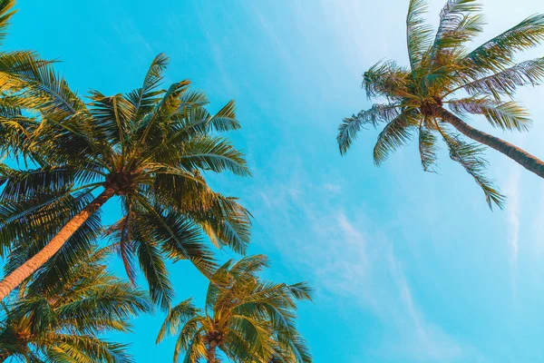 Hermosa Palmera Coco Con Cielo Azul — Foto de Stock