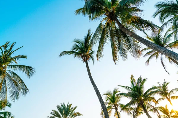 Beautiful Coconut Palm Tree Blue Sky — Stock Photo, Image