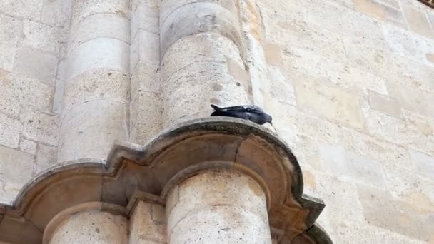 Closeup Stephen Kilisesi, Viyana, altın bir katedral kule çapraz bulutlu günde — Stok video