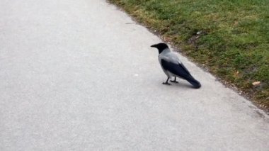 karga bir parkta, Viyana