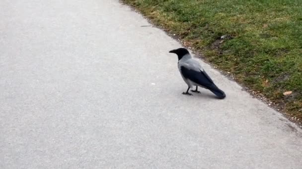 Corvo em um parque, Viena — Vídeo de Stock