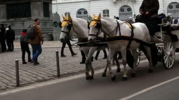 Traditionelle Pferde und Kutschen in Wien, Österreich — Stockvideo