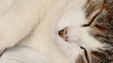 kedi mutlu koltukta uyuyor