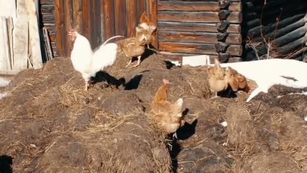 Hühner Und Weißer Hahn Frei Auf Einem Bauernhof — Stockvideo