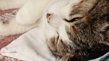 kedi mutlu koltukta uyuyor
