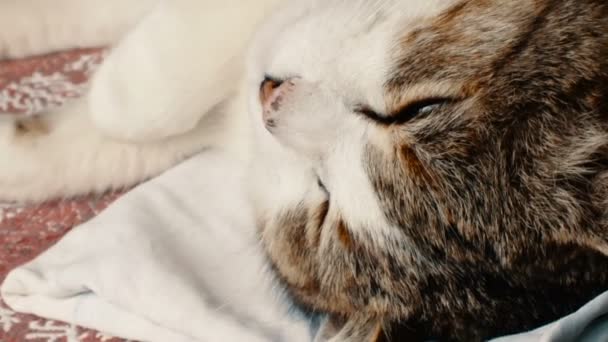 Kot Śpi Zadowolony Fotel — Wideo stockowe