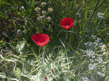 Roma 'daki parkta yabani gelincikler