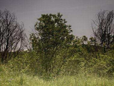 Roma'da bir parkta ağaçlar ve bahar çayırları