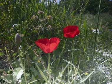 Roma 'daki parkta yabani gelincikler