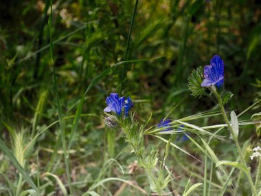 Roma'da bir parkta mavi çiçekler