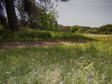 Roma'da bir parkta ağaçlar ve bahar çayırları