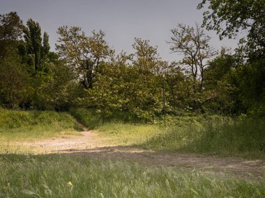 Roma'da bir parkta ağaçlar ve bahar çayırları