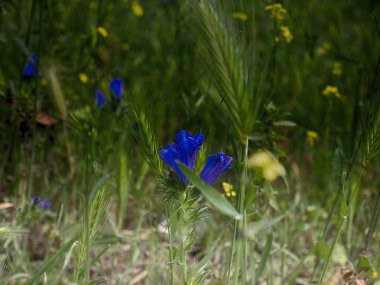 Roma'da bir parkta mavi çiçekler