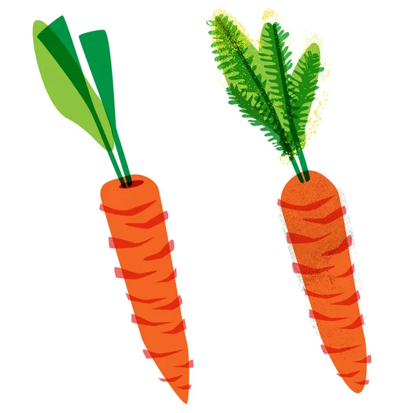 Органическая морковь, пищевая иллюстрация в винтажном стиле — стоковое фото