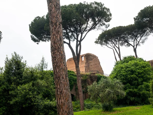 Bomen Struiken Ruïnes Centraal Rome — Stockfoto