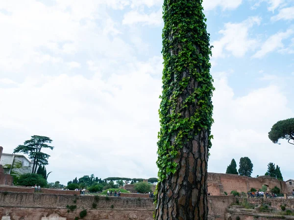 Árboles Arbustos Las Ruinas Del Centro Roma —  Fotos de Stock