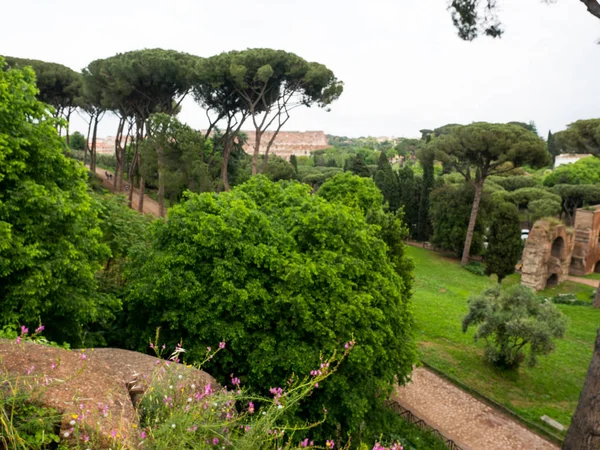 Bomen Struiken Ruïnes Centraal Rome — Stockfoto